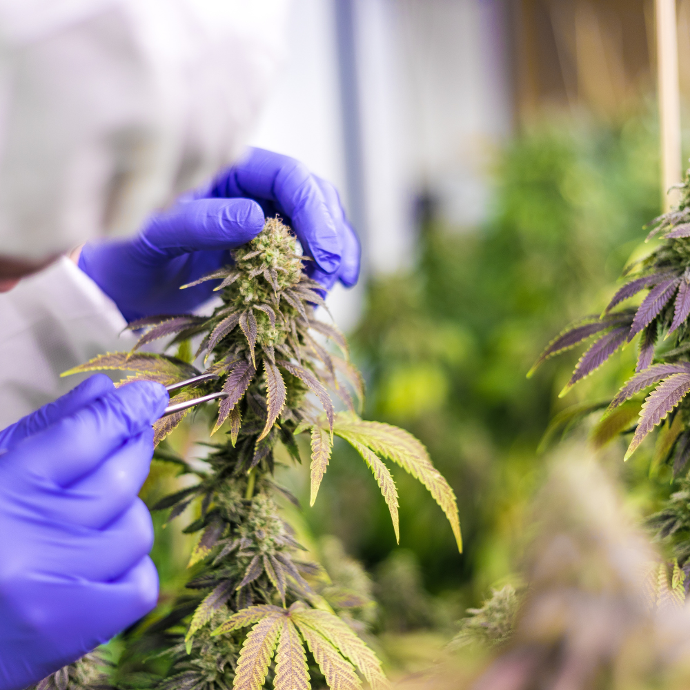 CBD Wholesale