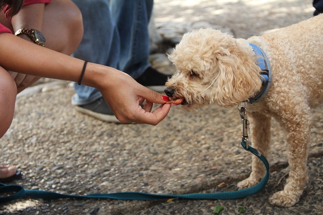 CBD for Pets